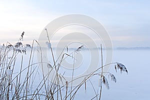 Winter Grass on a Misty Snowy Field