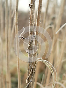 Winter Grass Stems