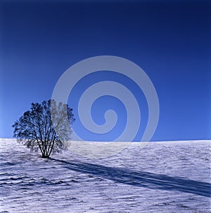 Winter grassland scenery photo