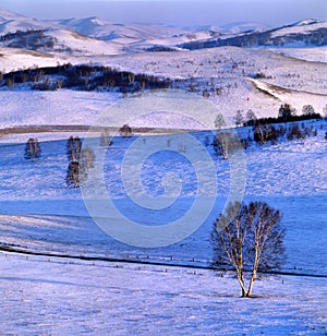 Winter grassland scenery