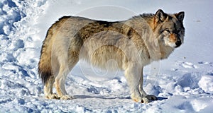 In winter gray or grey wolf,