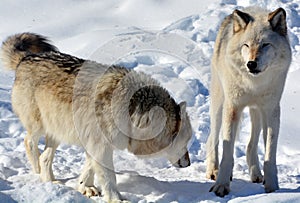 In winter gray or grey wolf,