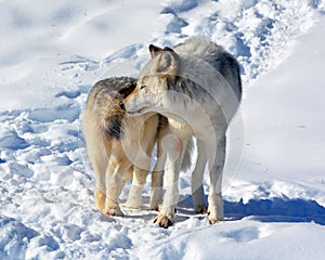 In winter gray or grey wolf,