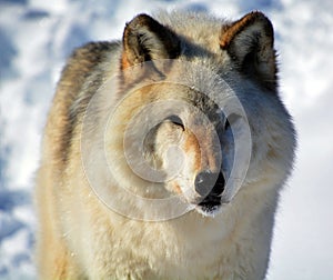 In winter gray or grey wolf,