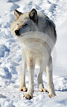 In winter gray or grey wolf,