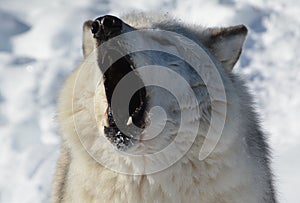 In winter gray or grey wolf,