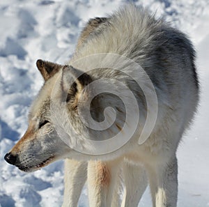 In winter gray or grey wolf,