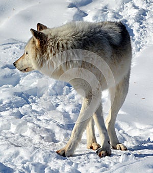 In winter gray or grey wolf,