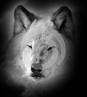 In winter gray or grey wolf,