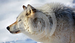 In winter gray or grey wolf,