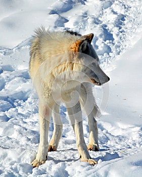 In winter gray or grey wolf,