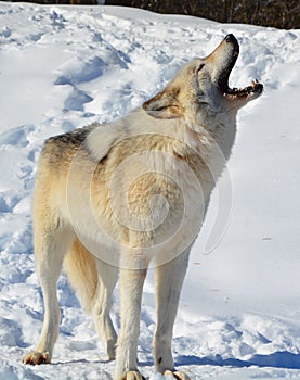 In winter gray or grey wolf,