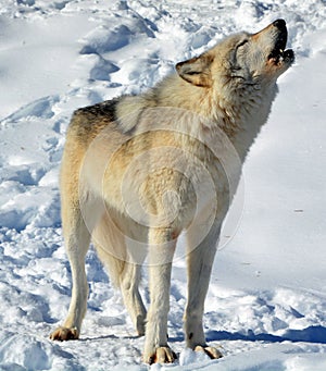 In winter gray or grey wolf,