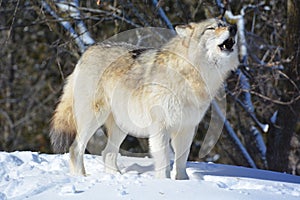 In winter gray or grey wolf,