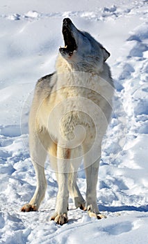 In winter gray or grey wolf,