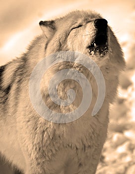 In winter gray or grey wolf,