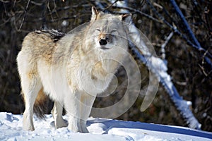 In winter gray or grey wolf,