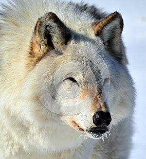 In winter gray or grey wolf,