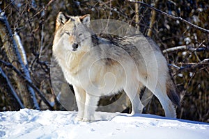 In winter gray or grey wolf,