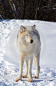 In winter gray or grey wolf,