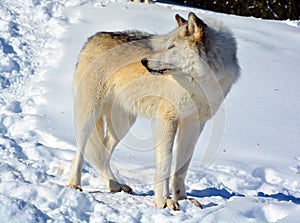 In winter gray or grey wolf