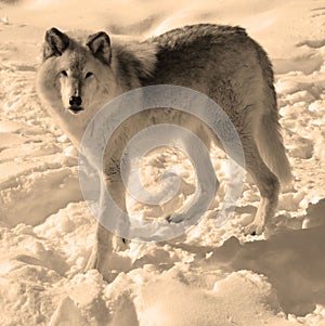 In winter gray or grey wolf