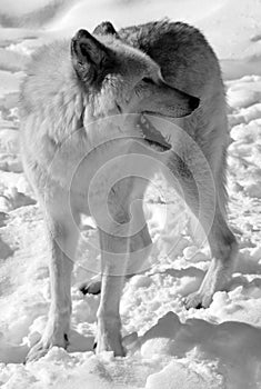 In winter gray or grey wolf