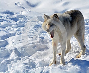 In winter gray or grey wolf