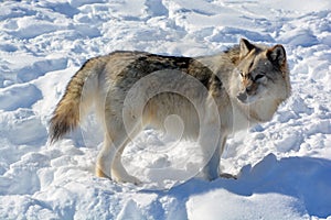 In winter gray or grey wolf