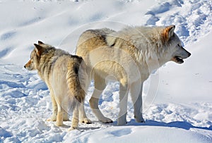 In winter gray or grey wolf