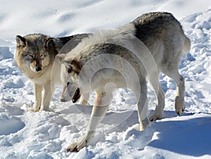 In winter gray or grey wolf