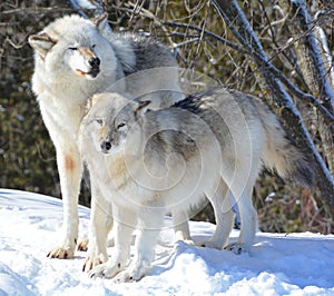 In winter gray or grey wolf