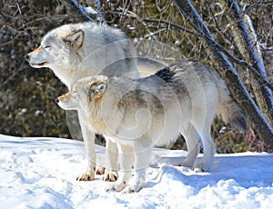 In winter gray or grey wolf