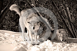 In winter gray or grey wolf