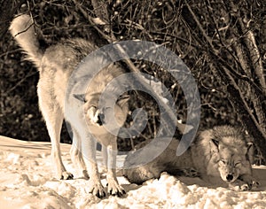 In winter gray or grey wolf