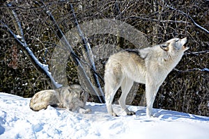 In winter gray or grey wolf