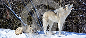 In winter gray or grey wolf