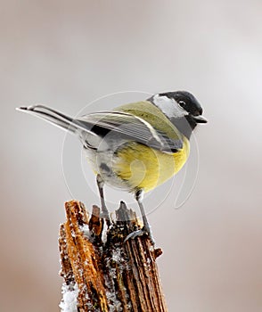 Winter great tit