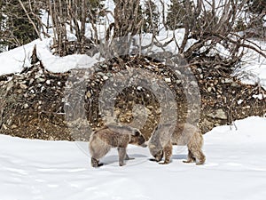 Winter in Greater Caucasus Mountains.