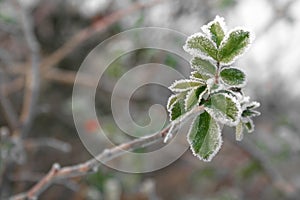 Winter Green Briar leaves