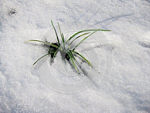 Winter. Green bush from under the snow.