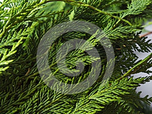 Winter green coniferous thuja branches detail on gray background