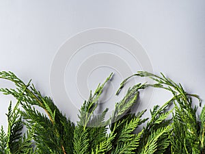 Winter green fir tree thuja branches frame on gray background