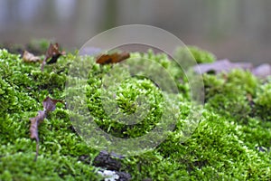 Winter green moss for humidity and forest biodiversity, closeup