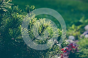 Winter green pine needles background