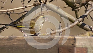 Winter Greenfinch