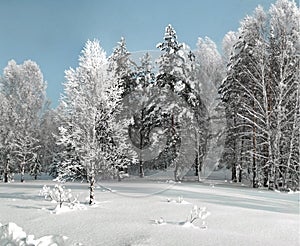 Winter grove with birches and fir trees in deep snow