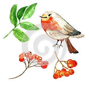 Winter hand drawn red berries and cute cartoon robin bird. Watercolor illustration