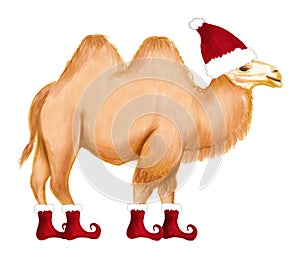 Winter happy camel in Santa hat and shoes. Christmas design for cards, backgrounds, fabric, wrapping paper. Merry Christmas and