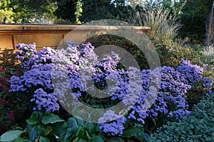 Winter-hardy Aster dumosus `Blaue Lagune` with blaue flowers in October. Aster is a genus of perennial flowering plants. Berlin